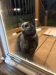 Found/Stray Unknown Cat last seen 20th street between st. Elmo and Gross , Canton, OH 44705