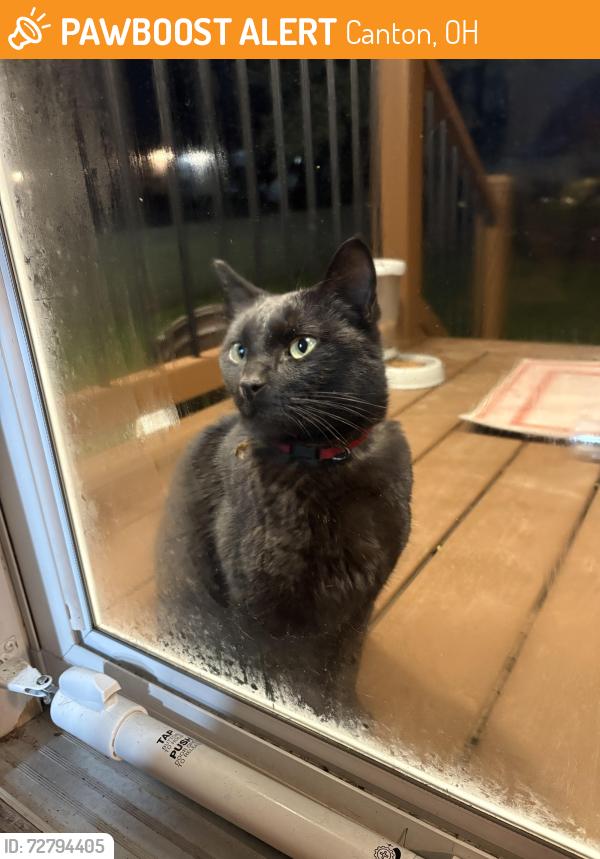 Found/Stray Unknown Cat last seen 20th street between st. Elmo and Gross , Canton, OH 44705