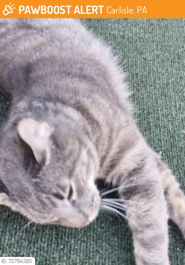 Found/Stray Unknown Cat last seen By the Ymca and M&Z carpet, Carlisle, PA 17013