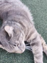 Found/Stray Unknown Cat last seen By the Ymca and M&Z carpet, Carlisle, PA 17013