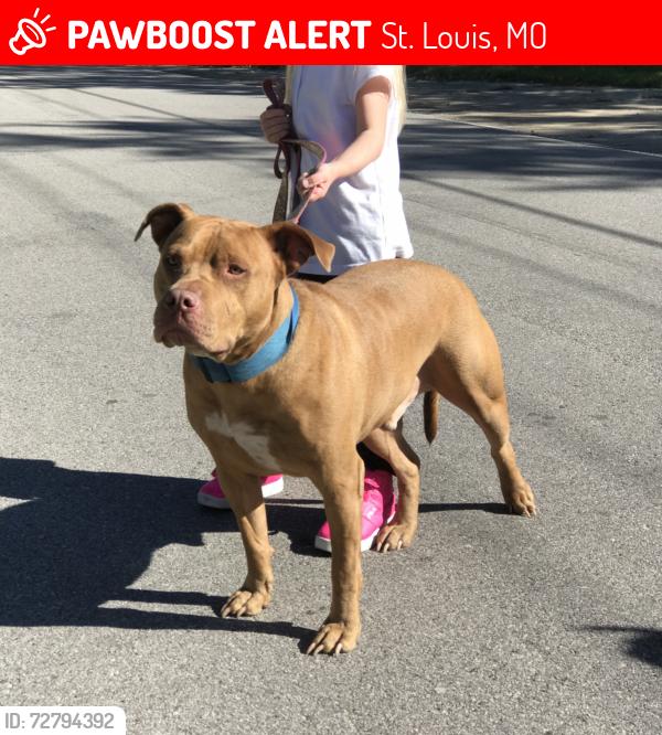 Lost Male Dog last seen Lilac , St. Louis, MO 63137