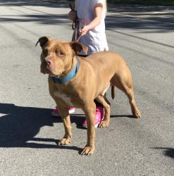 Lost Male Dog last seen Lilac , St. Louis, MO 63137