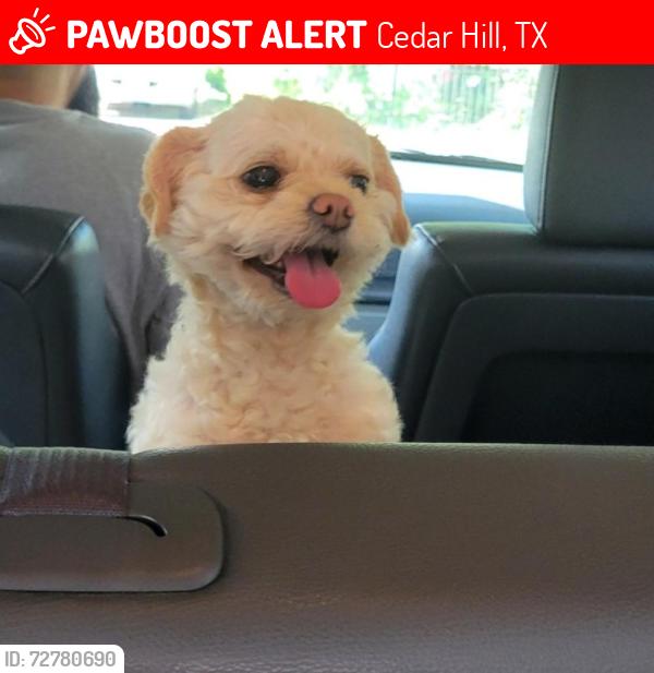 Lost Male Dog last seen Near Clark circle cedar hill, tx, Cedar Hill, TX 75104