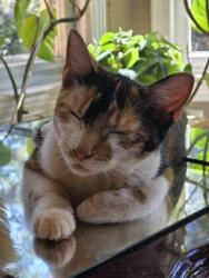 Lost Female Cat last seen Salem road by Ingles, Conyers, GA 30013