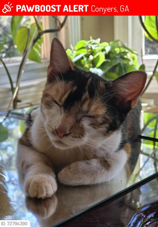 Lost Female Cat last seen Salem road by Ingles, Conyers, GA 30013