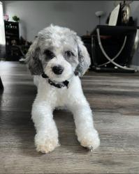 Lost Male Dog last seen The Retreat of Anneewakee or nearby, Douglasville, GA 30135