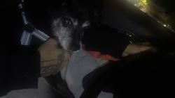 Lost Unknown Dog last seen Morse rd and high st, Columbus, OH 43214