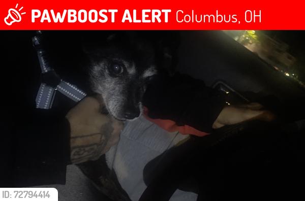 Lost Unknown Dog last seen Morse rd and high st, Columbus, OH 43214