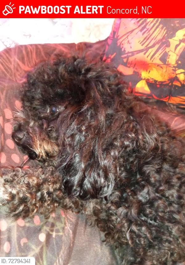 Lost Female Dog last seen 1040Copperfeild market , Concord, NC 28025