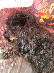 Lost Female Dog last seen 1040Copperfeild market , Concord, NC 28025