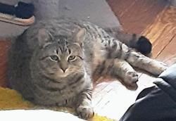 Lost Female Cat last seen Between Sullivan Rd and Coon Rd, off Rt 40, Argyle, NY 12809