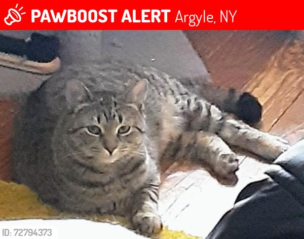 Lost Female Cat last seen Between Sullivan Rd and Coon Rd, off Rt 40, Argyle, NY 12809