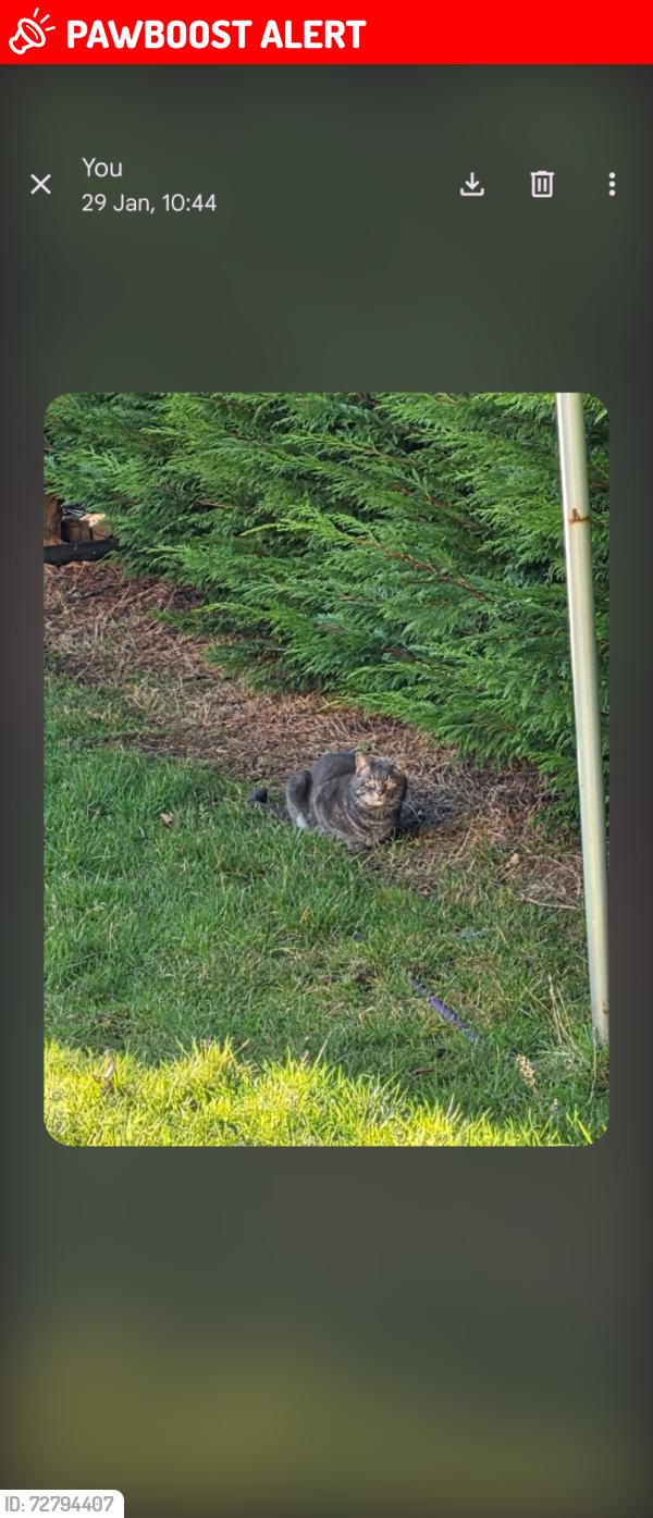 Lost Male Cat last seen Stenehouse park, Edinburgh, Scotland EH11 3DU