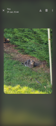 Lost Male Cat last seen Stenehouse park, Edinburgh, Scotland EH11 3DU