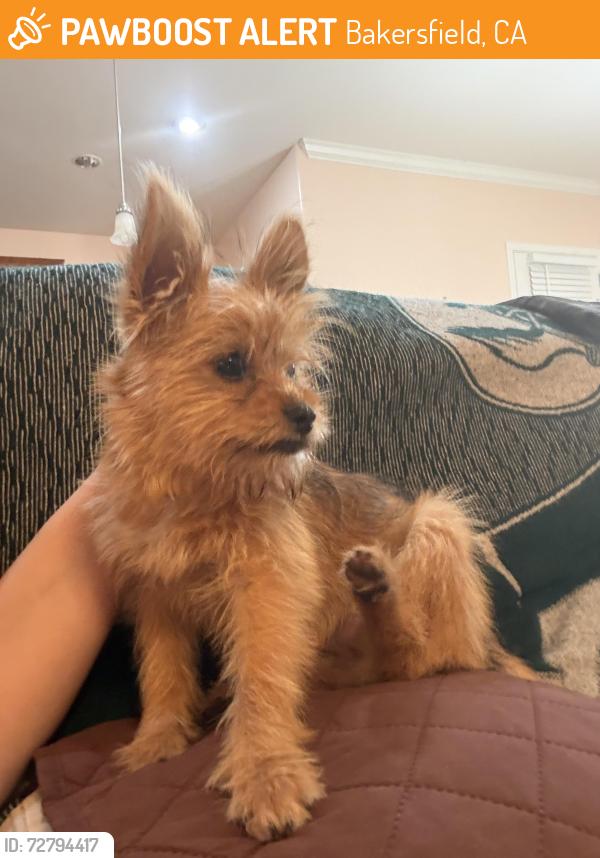 Found/Stray Female Dog last seen Hosking & granite point , Bakersfield, CA 93313
