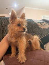 Found/Stray Female Dog last seen Hosking & granite point , Bakersfield, CA 93313