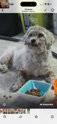 Found/Stray Female Dog last seen Miami Gardens , Miami Gardens, FL 33056