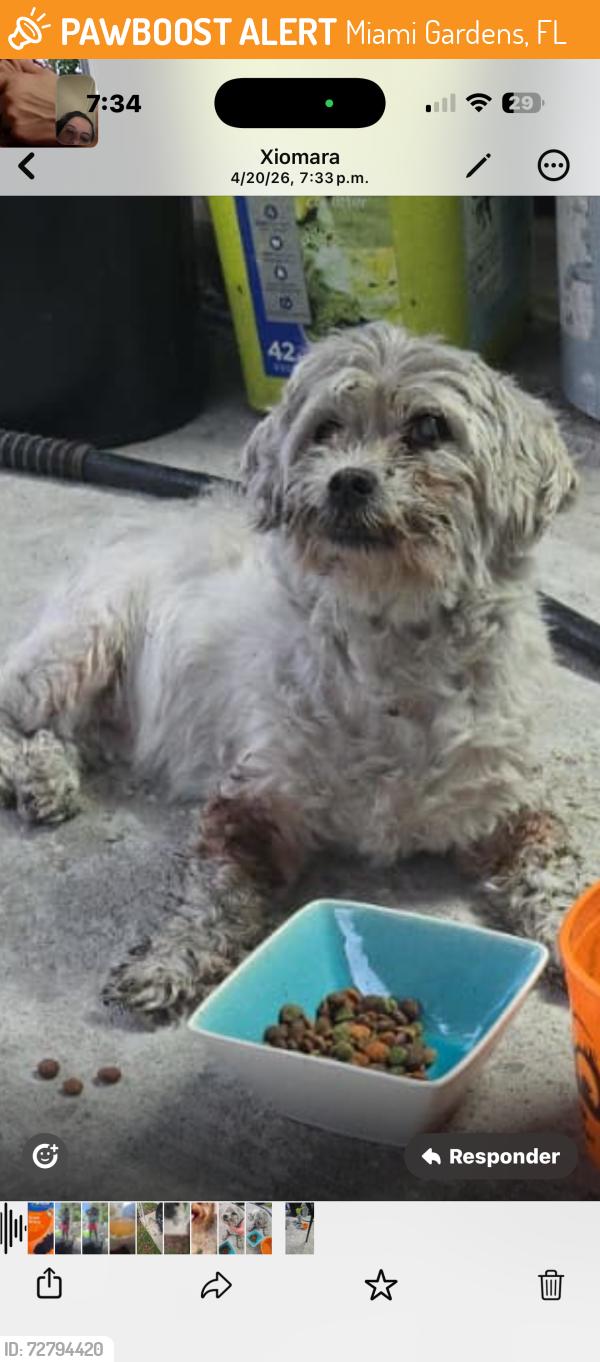 Found/Stray Female Dog last seen Miami Gardens , Miami Gardens, FL 33056