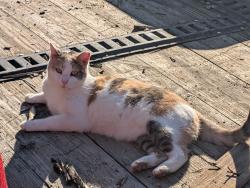 Lost Female Cat last seen At Share logistics , Surgoinsville, TN 37873