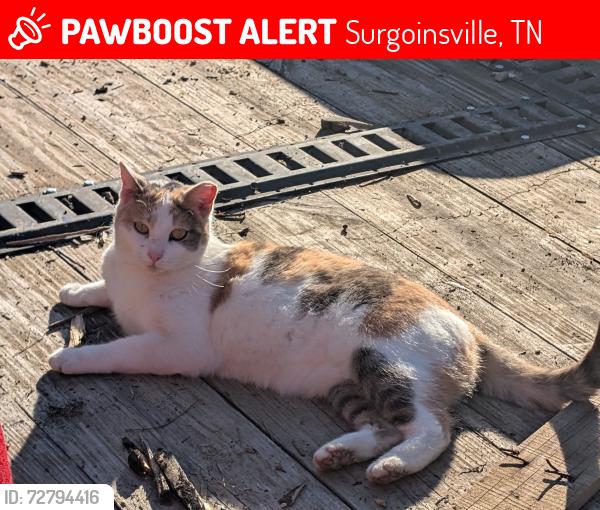 Lost Female Cat last seen At Share logistics , Surgoinsville, TN 37873