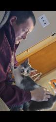 Lost Male Cat last seen telegraph and plymouth , Redford Township, MI 48239
