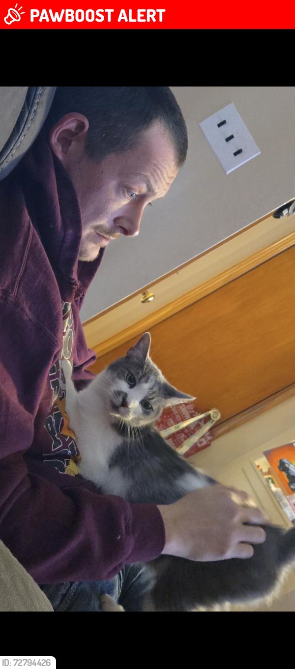 Lost Male Cat last seen telegraph and plymouth, Redford Township, MI 48239