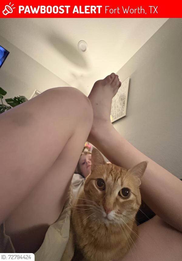 Lost Female Cat last seen Near Kilpatrick ave CAMP BOWIE, Fort Worth, TX 76107