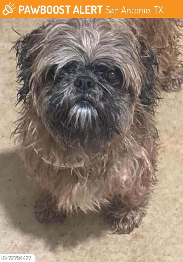 Found/Stray Female Dog last seen Randolph blvd , San Antonio, TX 78233