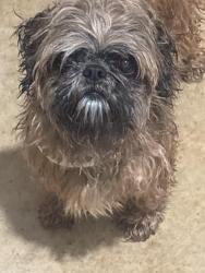 Found/Stray Female Dog last seen Randolph blvd , San Antonio, TX 78233