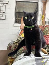 Lost Male Cat last seen Neighborhood off begs rd, Orlando, FL 32810