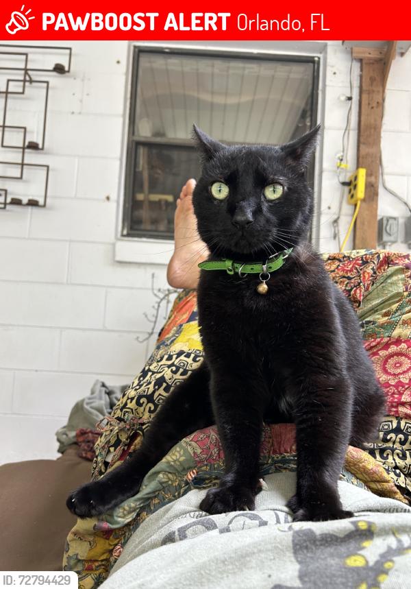 Lost Male Cat last seen Neighborhood off begs rd, Orlando, FL 32810