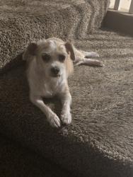Lost Female Dog last seen Charlesworth , Joliet, IL 60432