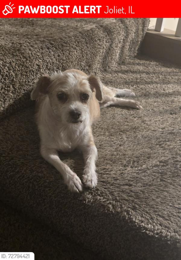 Lost Female Dog last seen Charlesworth , Joliet, IL 60432
