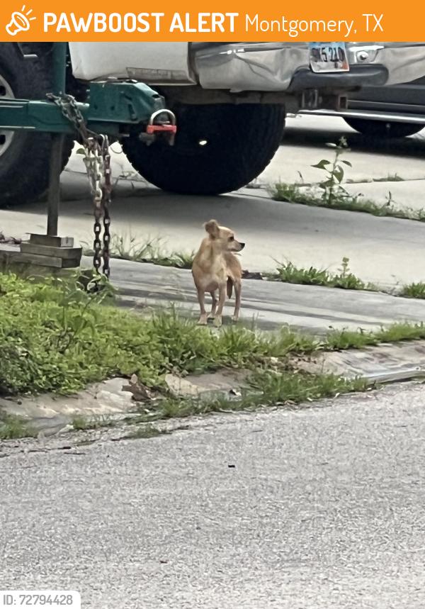 Found/Stray Unknown Dog last seen FM 1097 , Montgomery, TX 77356