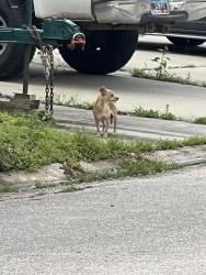 Found/Stray Unknown Dog last seen FM 1097 , Montgomery, TX 77356