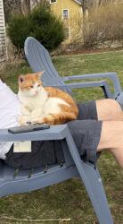 Found/Stray Male Cat last seen Route 42 , Beacon Falls, CT 06403