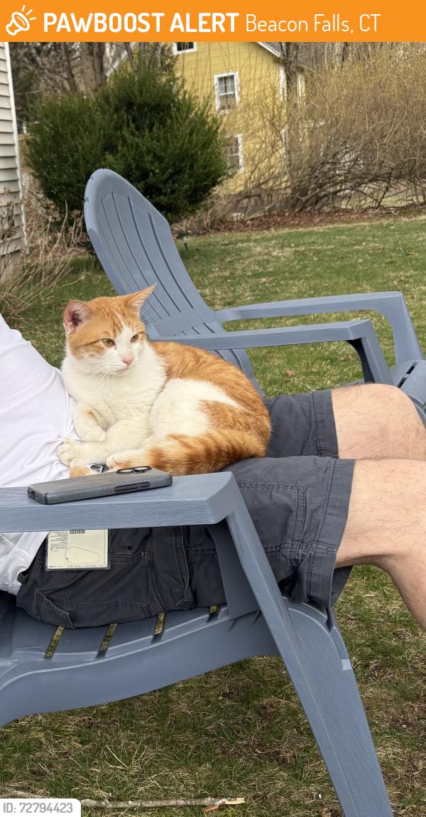 Found/Stray Male Cat last seen Route 42 , Beacon Falls, CT 06403