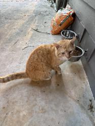 Found/Stray Male Cat last seen Gravitt Rd, Cumming, GA 30040