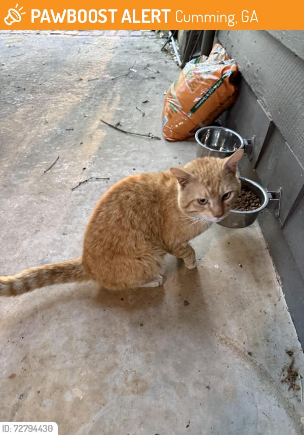 Found/Stray Male Cat last seen Gravitt Rd, Cumming, GA 30040