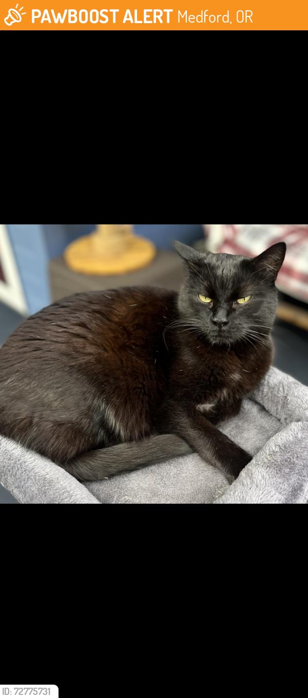 Found/Stray Unknown Cat last seen Maple park dr., Medford, OR 97501