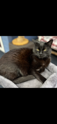 Found/Stray Unknown Cat last seen Maple park dr., Medford, OR 97501