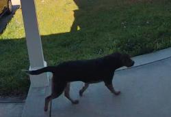 Found/Stray Unknown Dog last seen woodmark and Our st., Fayetteville, NC 28314