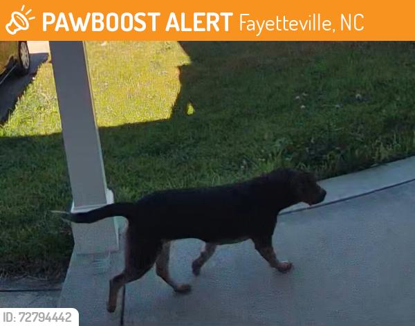 Found/Stray Unknown Dog last seen woodmark and Our st., Fayetteville, NC 28314