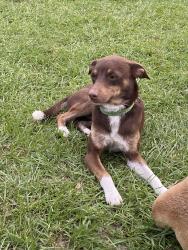 Found/Stray Male Dog last seen State Highway 135N, Troup, TX 75789