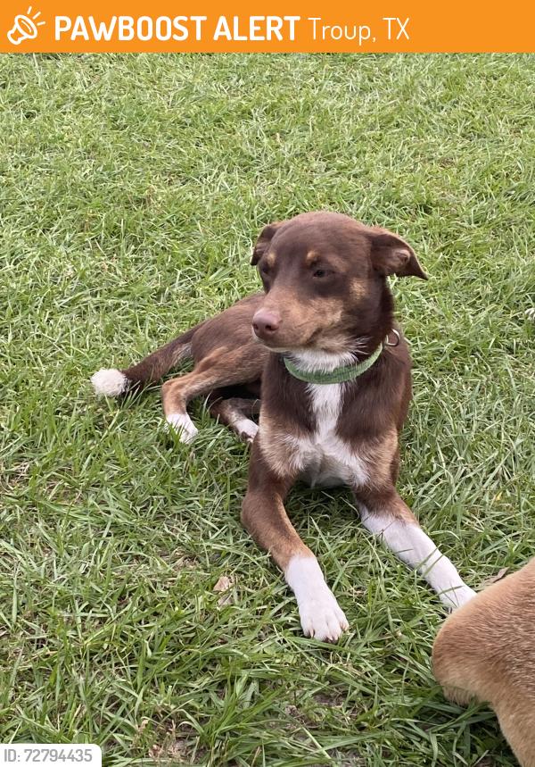 Found/Stray Male Dog last seen State Highway 135N, Troup, TX 75789