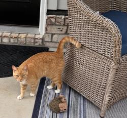 Found/Stray Unknown Cat last seen Bermuda Chase, Smyrna, TN 37167