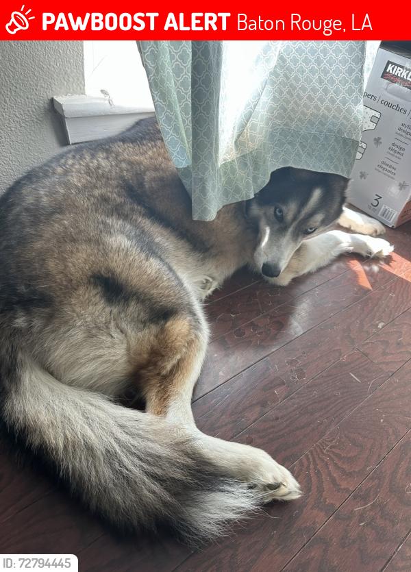Lost Male Dog last seen brighton school, Baton Rouge, LA 70816