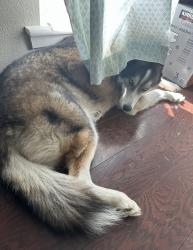Lost Male Dog last seen brighton school, Baton Rouge, LA 70816