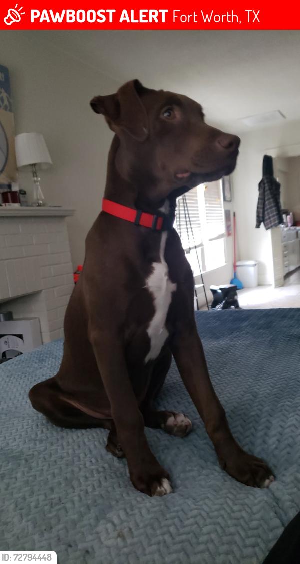 Lost Male Dog last seen Biddison St. Fort Worth, TX, Fort Worth, TX 76110
