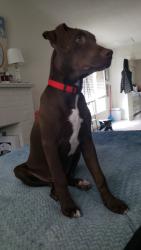 Lost Male Dog last seen Biddison St. Fort Worth, TX, Fort Worth, TX 76110